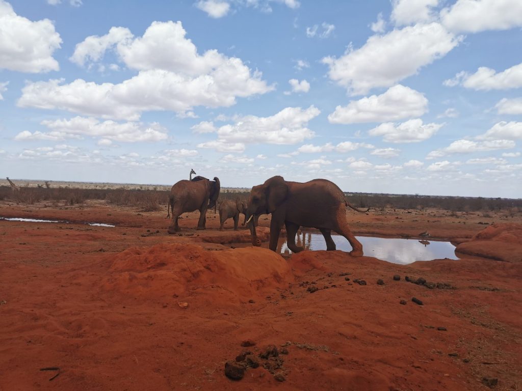 Tsavo Ost