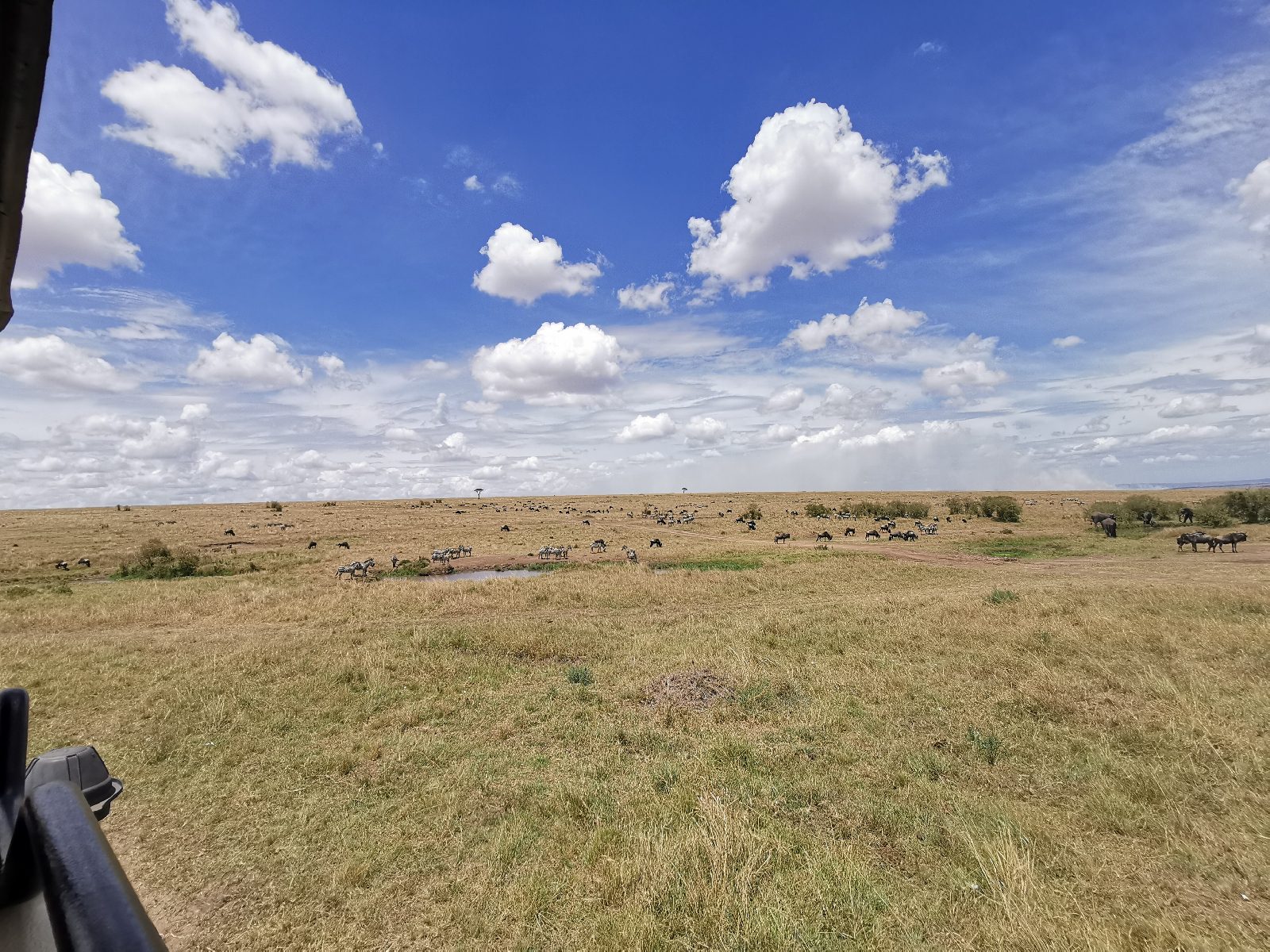 Ganztagespirsch Masai Mara