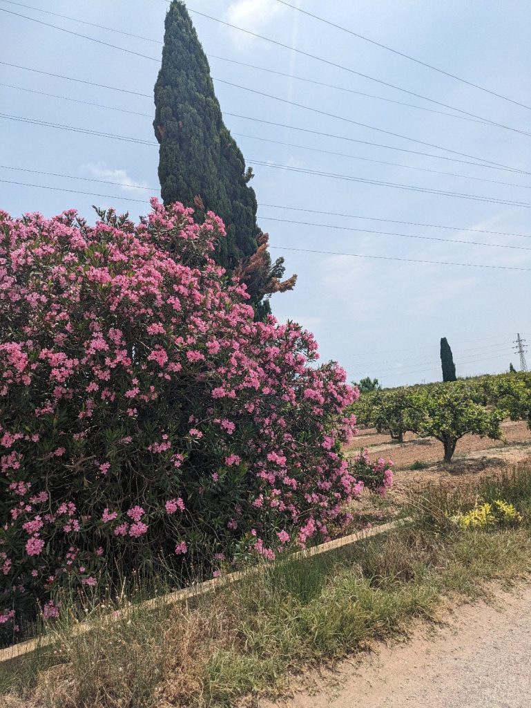 Dénia  – Valencia