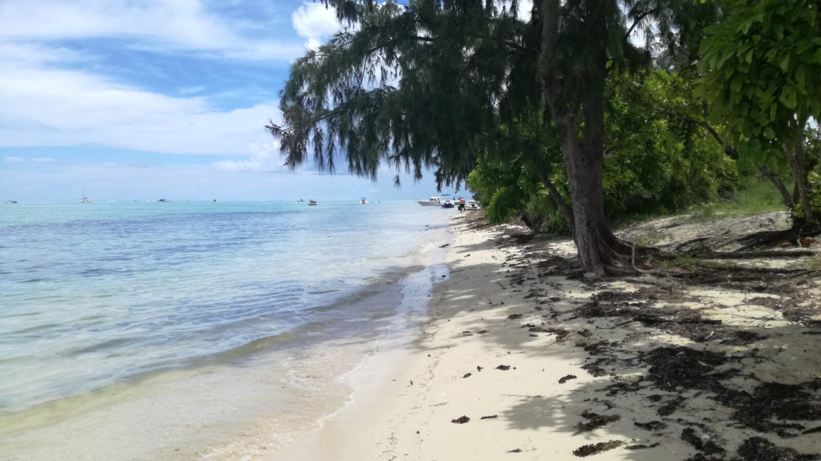 Schwimmen mit Delfinen